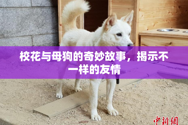 校花与母狗的奇妙故事，揭示不一样的友情