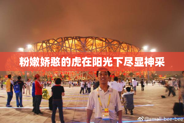 粉嫩娇憨的虎在阳光下尽显神采