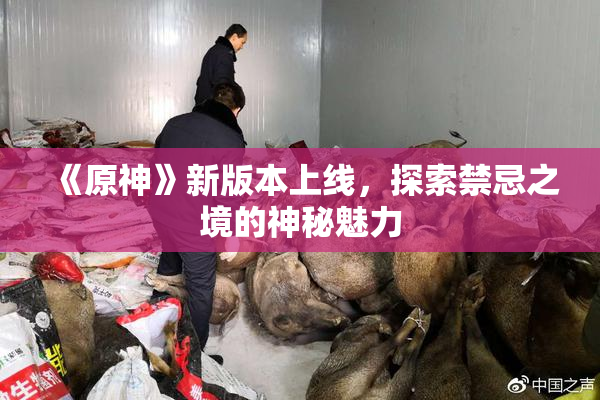 《原神》新版本上线，探索禁忌之境的神秘魅力
