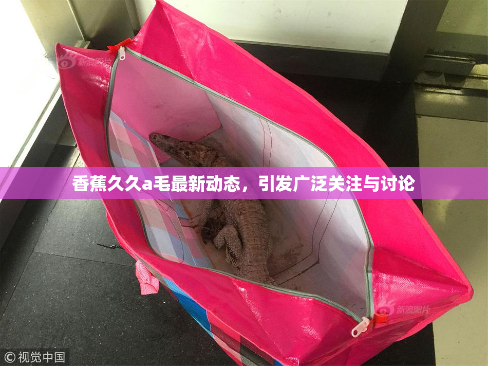 香蕉久久a毛最新动态，引发广泛关注与讨论
