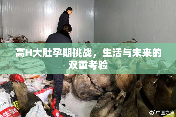 高H大肚孕期挑战，生活与未来的双重考验