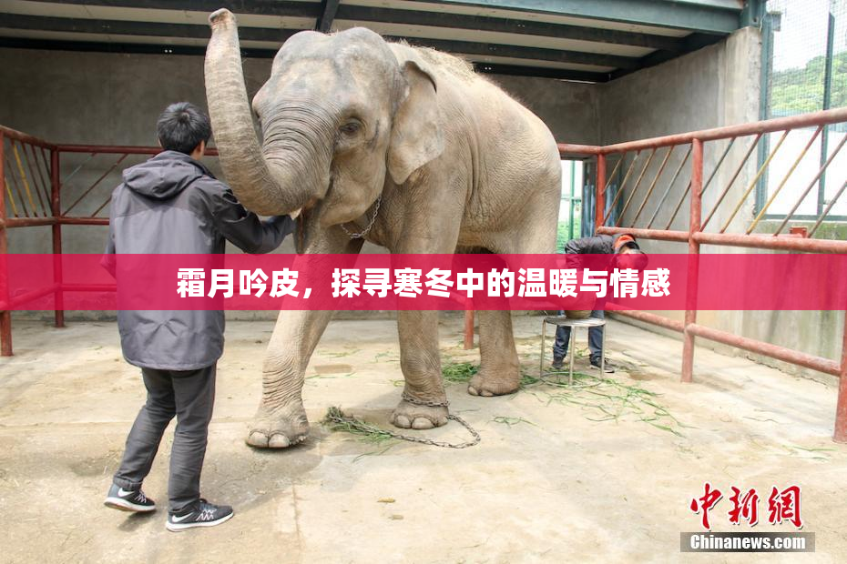 霜月吟皮，探寻寒冬中的温暖与情感