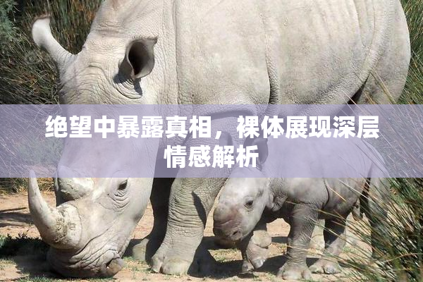 绝望中暴露真相，裸体展现深层情感解析