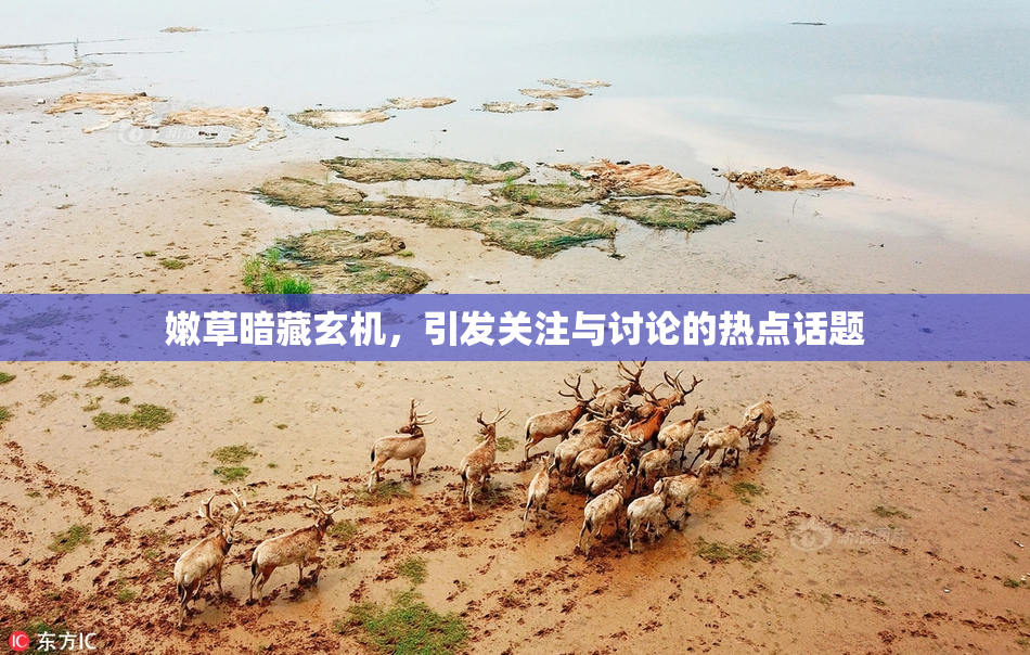 嫩草暗藏玄机，引发关注与讨论的热点话题
