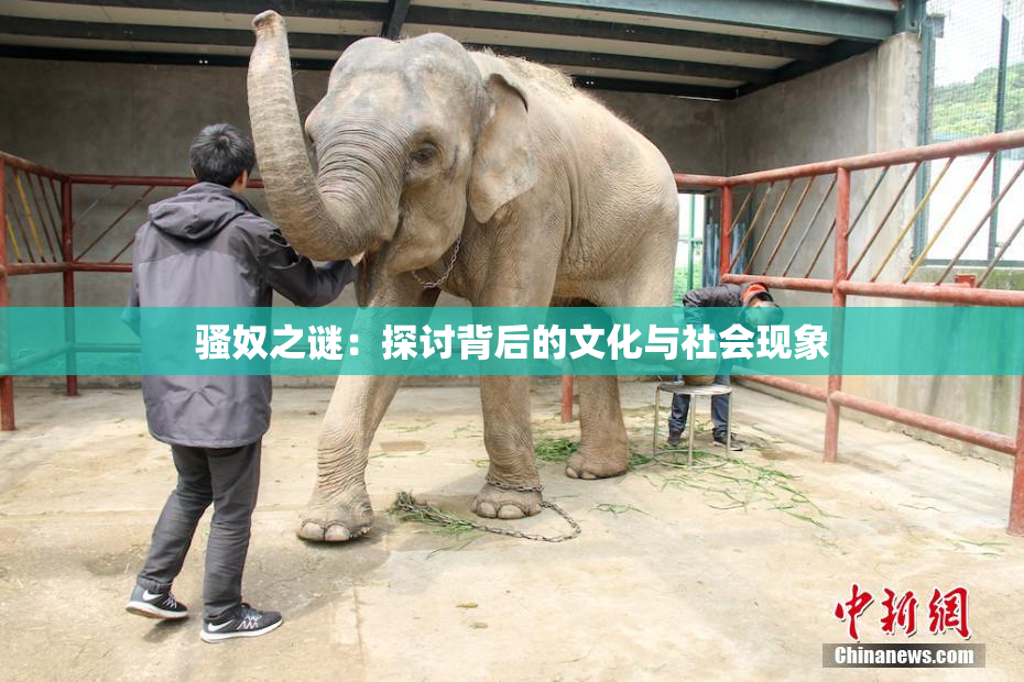 骚奴之谜：探讨背后的文化与社会现象