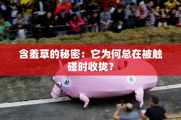 含羞草的秘密：它为何总在被触碰时收拢？