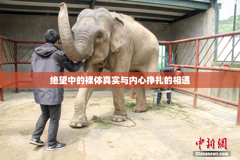 绝望中的裸体真实与内心挣扎的相遇