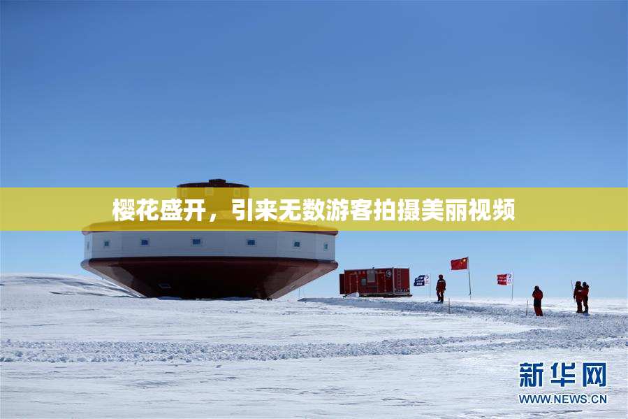 樱花盛开，引来无数游客拍摄美丽视频