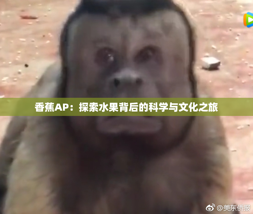 香蕉AP：探索水果背后的科学与文化之旅