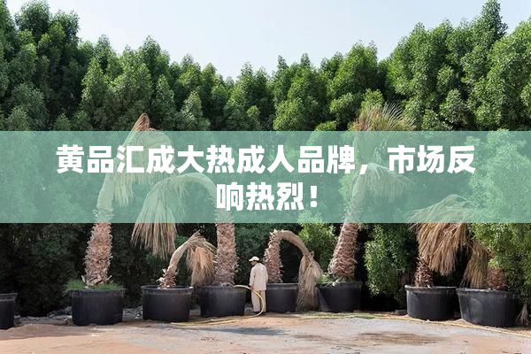 黄品汇成大热成人品牌，市场反响热烈！