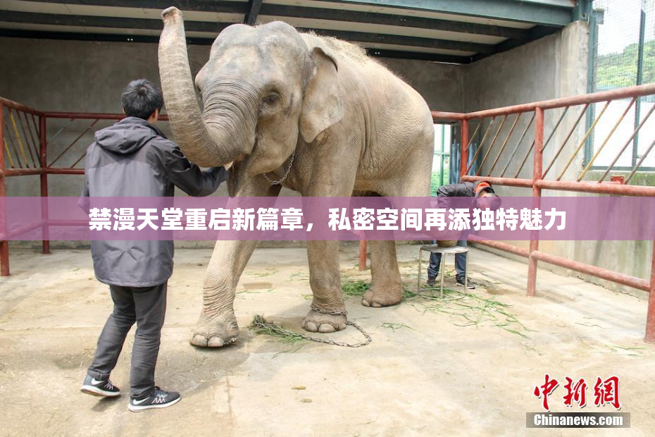 禁漫天堂重启新篇章，私密空间再添独特魅力