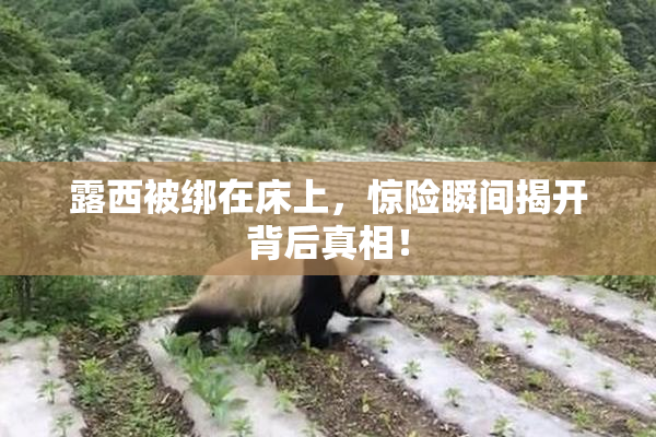 露西被绑在床上，惊险瞬间揭开背后真相！