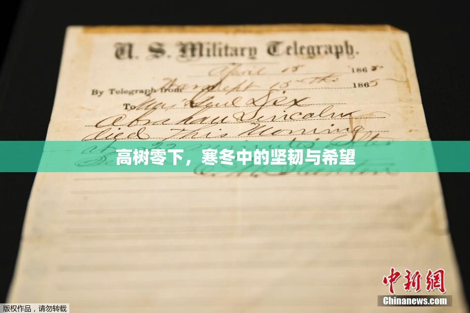 高树零下，寒冬中的坚韧与希望