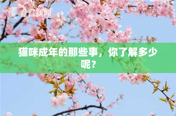 猫咪成年的那些事，你了解多少呢？