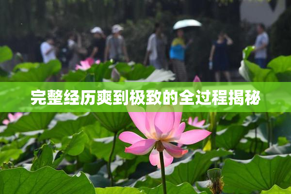 完整经历爽到极致的全过程揭秘