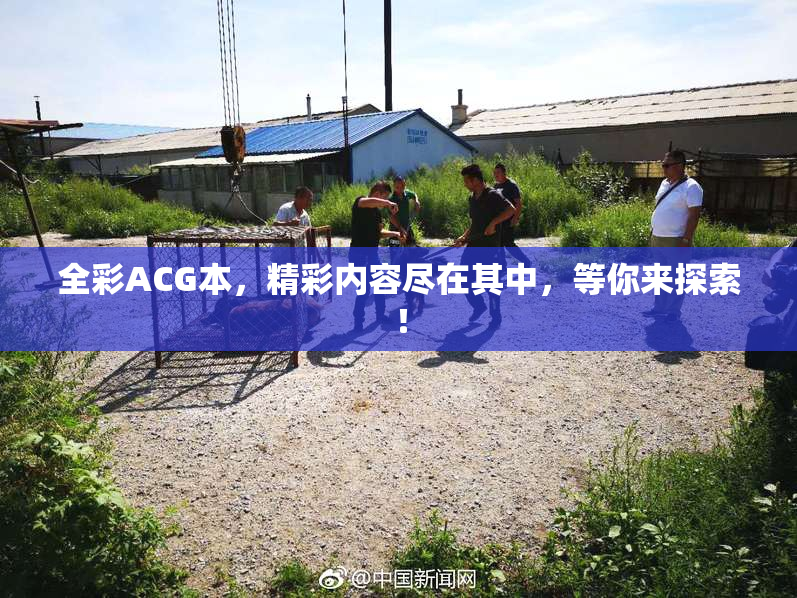 全彩ACG本，精彩内容尽在其中，等你来探索！
