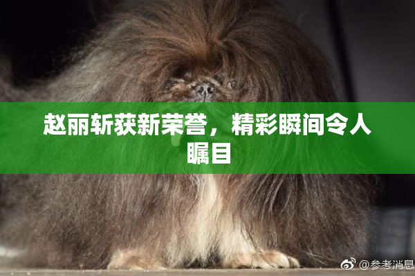 赵丽斩获新荣誉，精彩瞬间令人瞩目