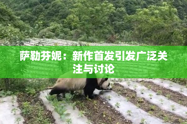 萨勒芬妮：新作首发引发广泛关注与讨论