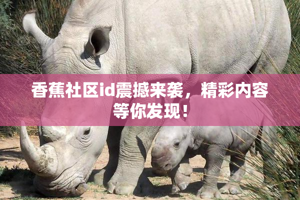 香蕉社区id震撼来袭，精彩内容等你发现！