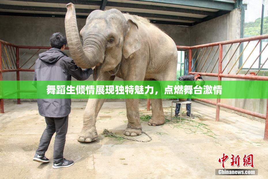 舞蹈生倾情展现独特魅力，点燃舞台激情