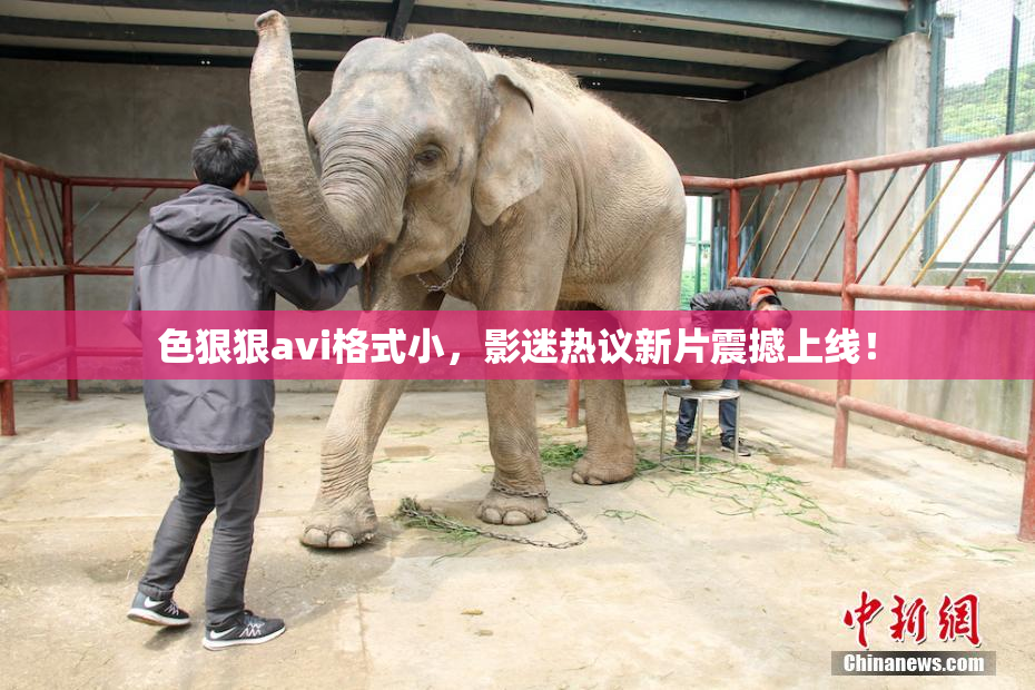 色狠狠avi格式小，影迷热议新片震撼上线！