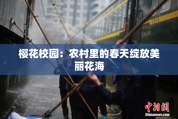 樱花校园：农村里的春天绽放美丽花海