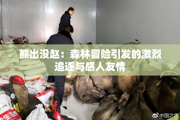 熊出没赵：森林冒险引发的激烈追逐与感人友情