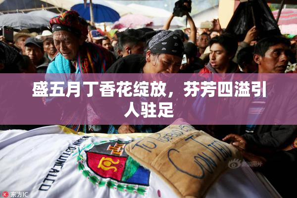 盛五月丁香花绽放，芬芳四溢引人驻足