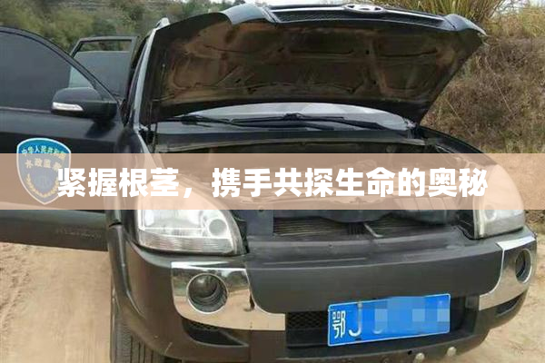 紧握根茎，携手共探生命的奥秘