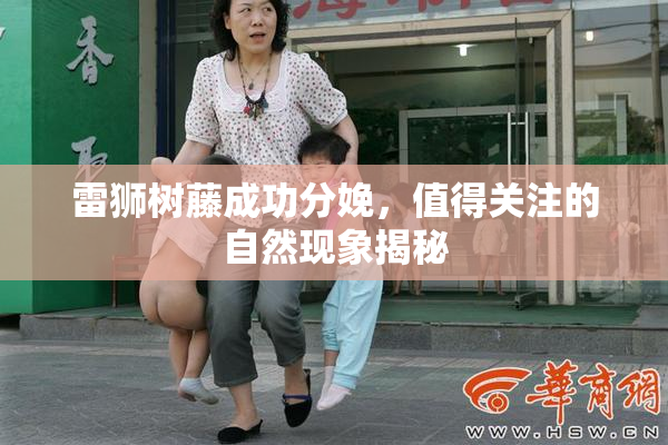 雷狮树藤成功分娩，值得关注的自然现象揭秘