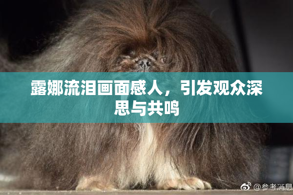 露娜流泪画面感人，引发观众深思与共鸣