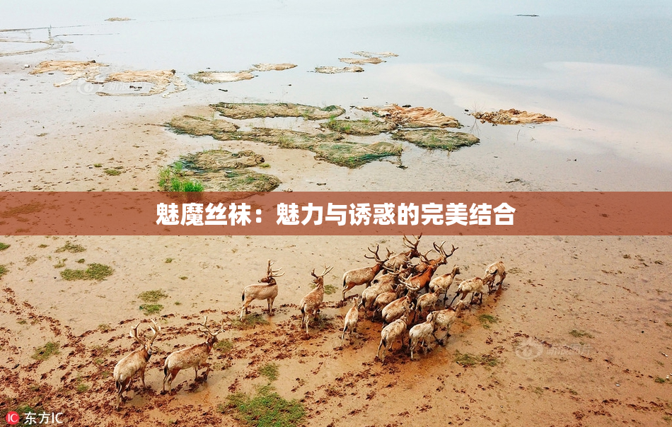 魅魔丝袜：魅力与诱惑的完美结合