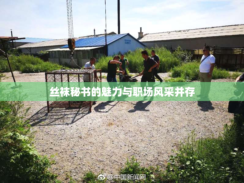 丝袜秘书的魅力与职场风采并存