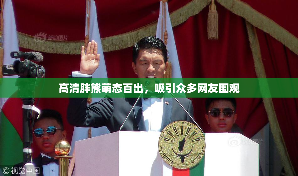 高清胖熊萌态百出，吸引众多网友围观
