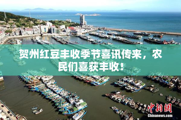 贺州红豆丰收季节喜讯传来，农民们喜获丰收！