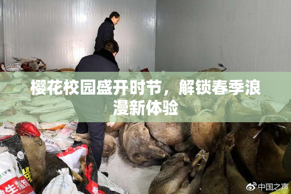 樱花校园盛开时节，解锁春季浪漫新体验