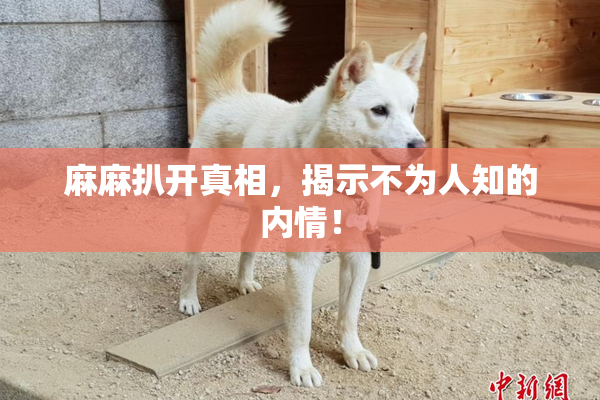 麻麻扒开真相，揭示不为人知的内情！