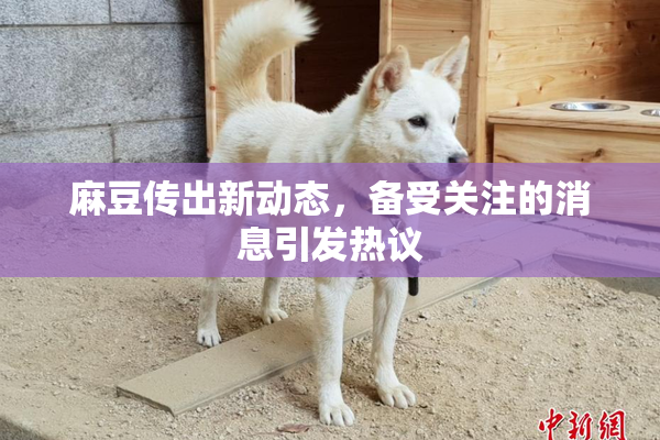 麻豆传出新动态，备受关注的消息引发热议