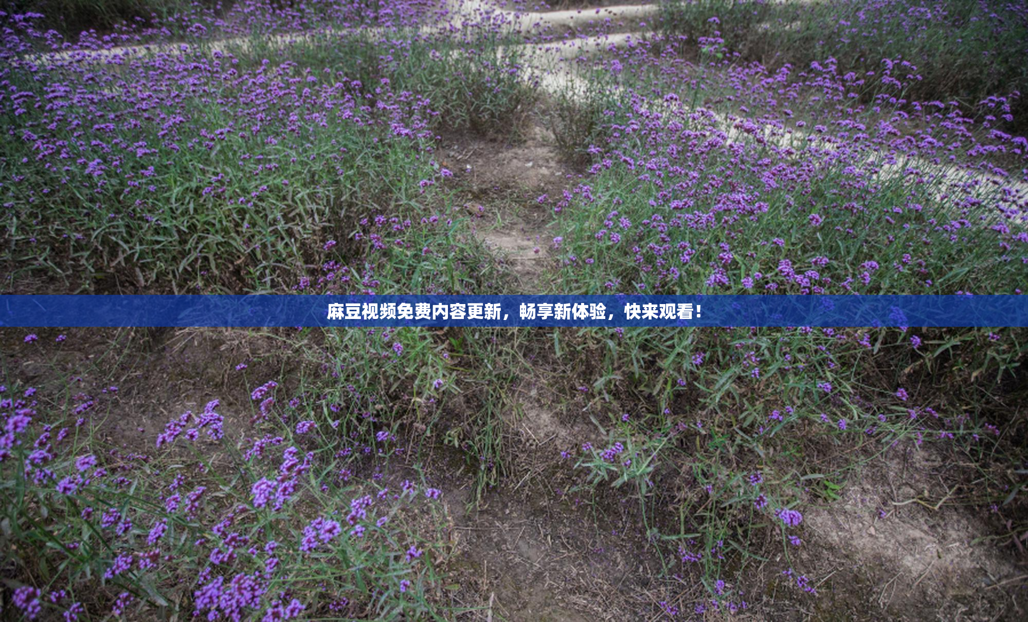 麻豆视频免费内容更新，畅享新体验，快来观看！