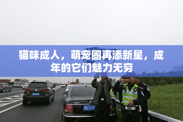 猫咪成人，萌宠圈再添新星，成年的它们魅力无穷