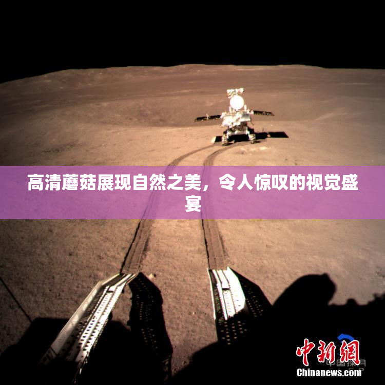 高清蘑菇展现自然之美，令人惊叹的视觉盛宴
