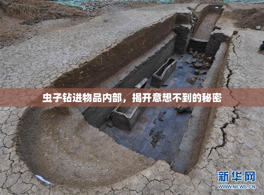 虫子钻进物品内部，揭开意想不到的秘密