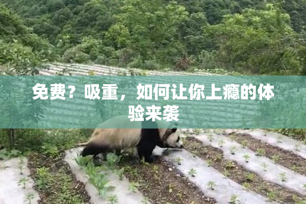 免费？吸重，如何让你上瘾的体验来袭