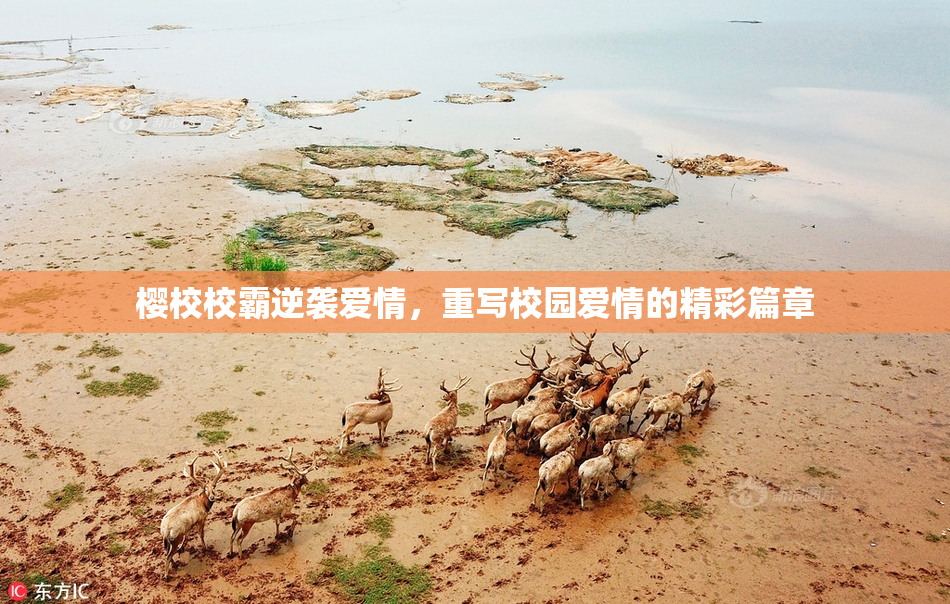 樱校校霸逆袭爱情，重写校园爱情的精彩篇章