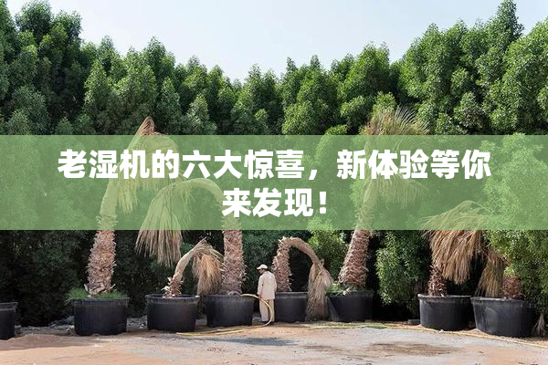 老湿机的六大惊喜，新体验等你来发现！