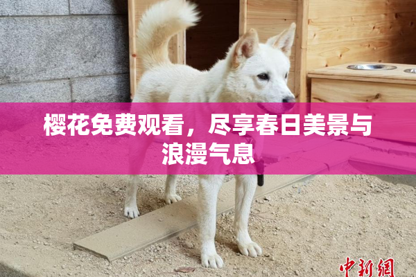 樱花免费观看，尽享春日美景与浪漫气息