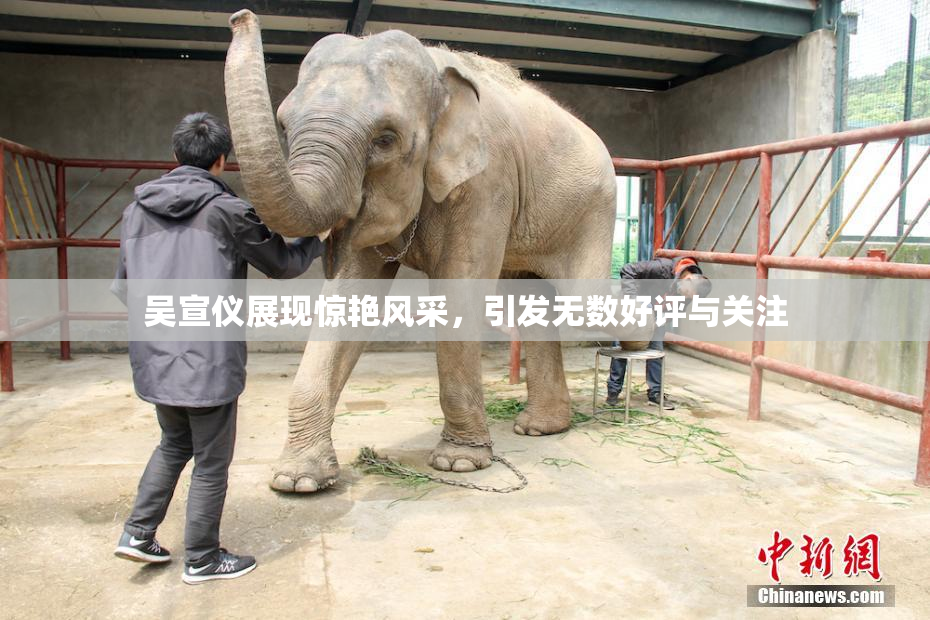 吴宣仪展现惊艳风采，引发无数好评与关注