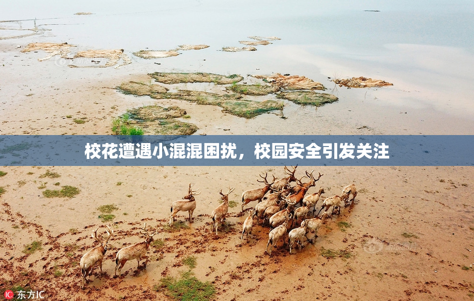 校花遭遇小混混困扰，校园安全引发关注