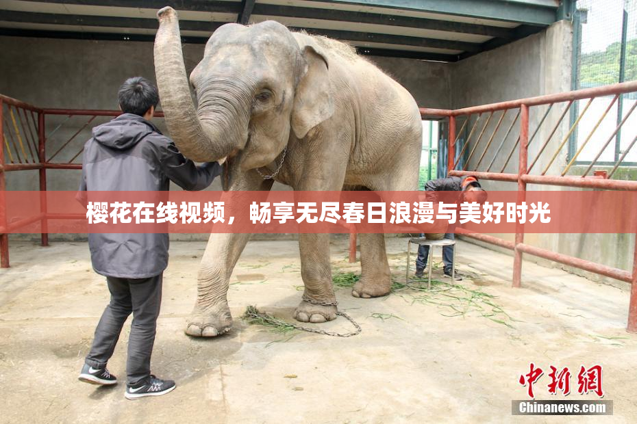 樱花在线视频，畅享无尽春日浪漫与美好时光