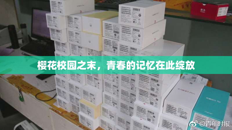 樱花校园之末，青春的记忆在此绽放